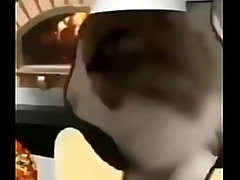 gato safado fazendo massagem em pizza gostosa