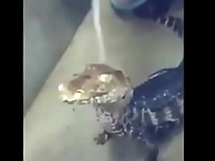 Apenas jacar&eacute_ tomando banho