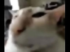 El queque no vea este video es gay Я