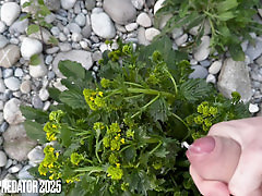 Big uncut cock fucks a flowering bush of the Brassicaceae family in nature with cumshot under the sunset