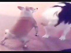 CACHORRO RABUDO GOSTOSO  REBOLANDO A BUNDA