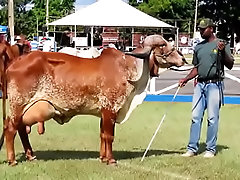 Fudendo novinha de curvelo