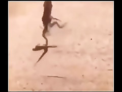 LAGARTO SAFADINHO TODO ASSADO CORRENDO
