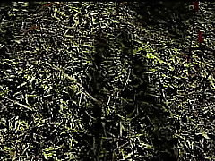 vs. Prey (Femboy Edition)