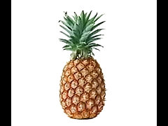 ABACAXI DA DIOSES SENDO FODIDO ATE A MORTE POR POMBO TRAVAS PART 76