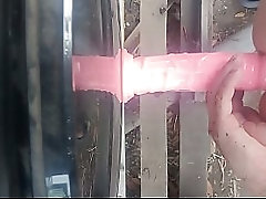 Gay de Pe&ntilde_aflor chile